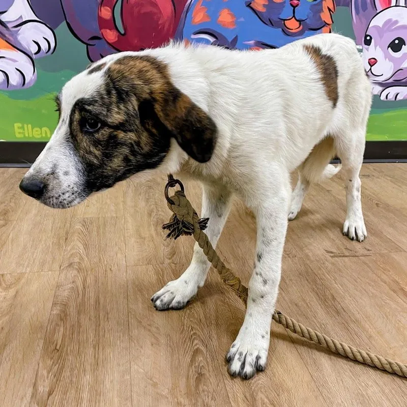 A baby medium-sized female White / Cream Great Pyrenees dog named Fiora for adoption in Lyndhurst, VA