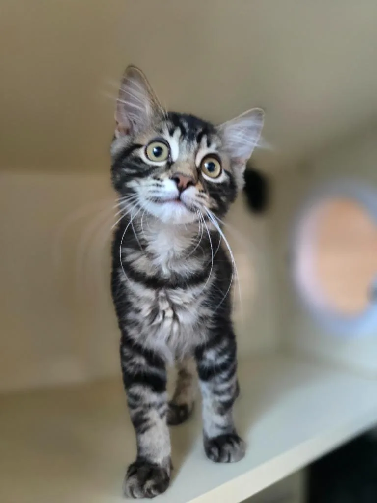 A baby small-sized male Domestic Short Hair cat named Buzz Lightyear for adoption in Sebastian, FL