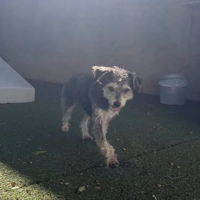 A young small-sized female Black Mixed Breed dog named Dani for adoption in Yaphank, NY