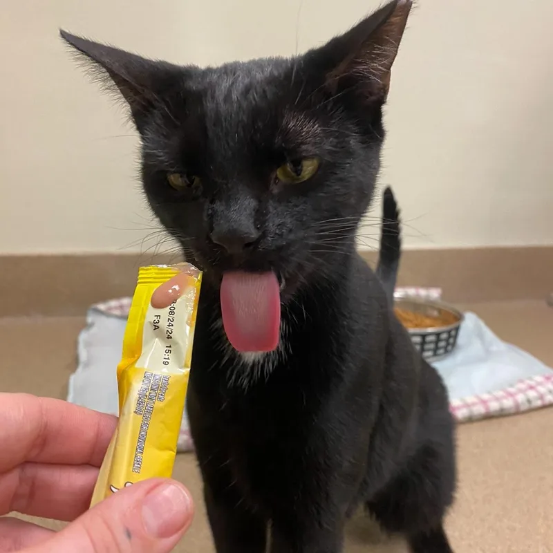 Habanero thumbnail 2