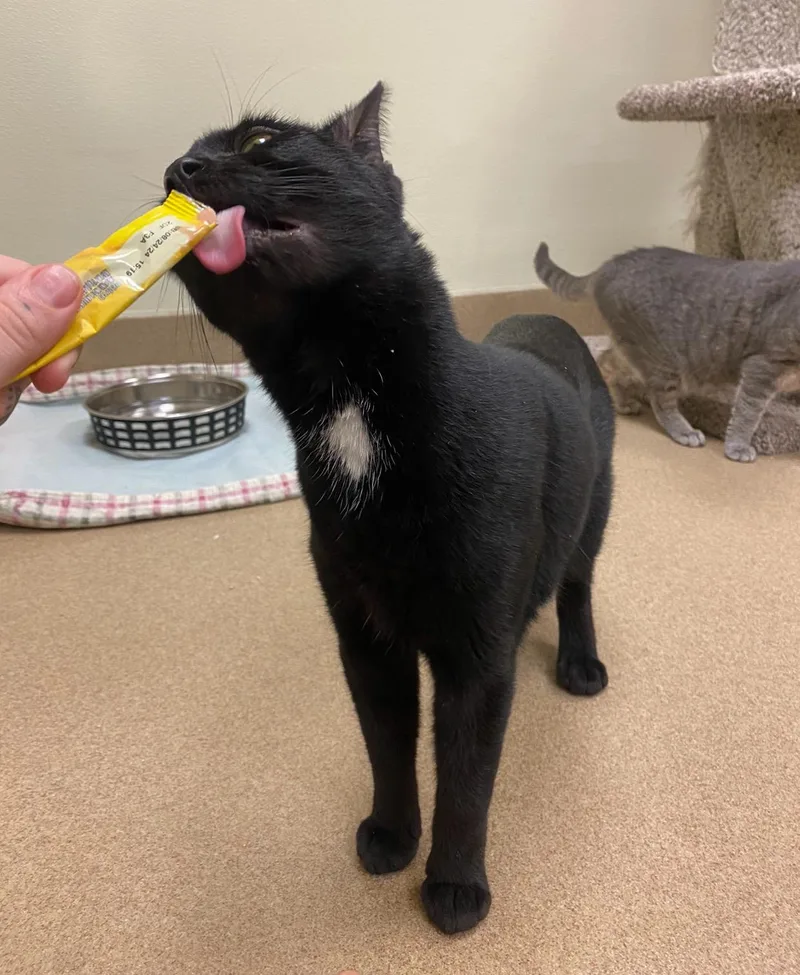 Habanero thumbnail 4