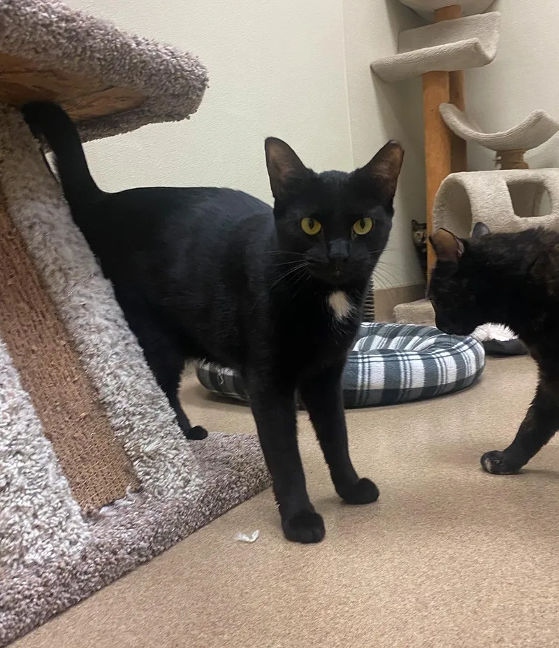 Habanero thumbnail 5