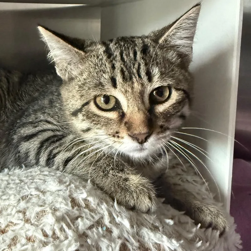 A baby small-sized male Gray / Blue / Silver Domestic Short Hair cat named Sully for adoption in Cedaredge, CO