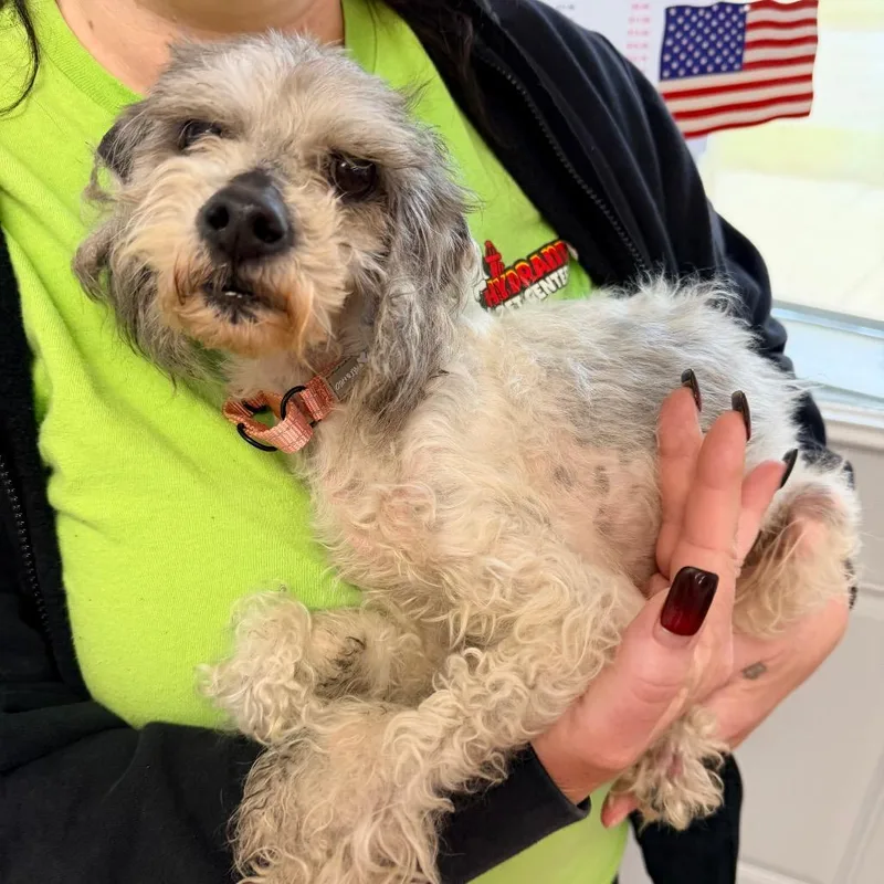 An adult small-sized male White / Cream Poodle (Toy) dog named Ramon for adoption in Saint John, IN