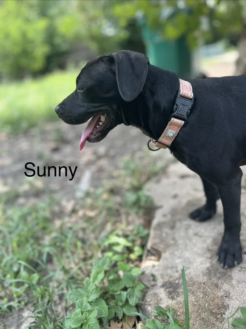 Sunny thumbnail 5