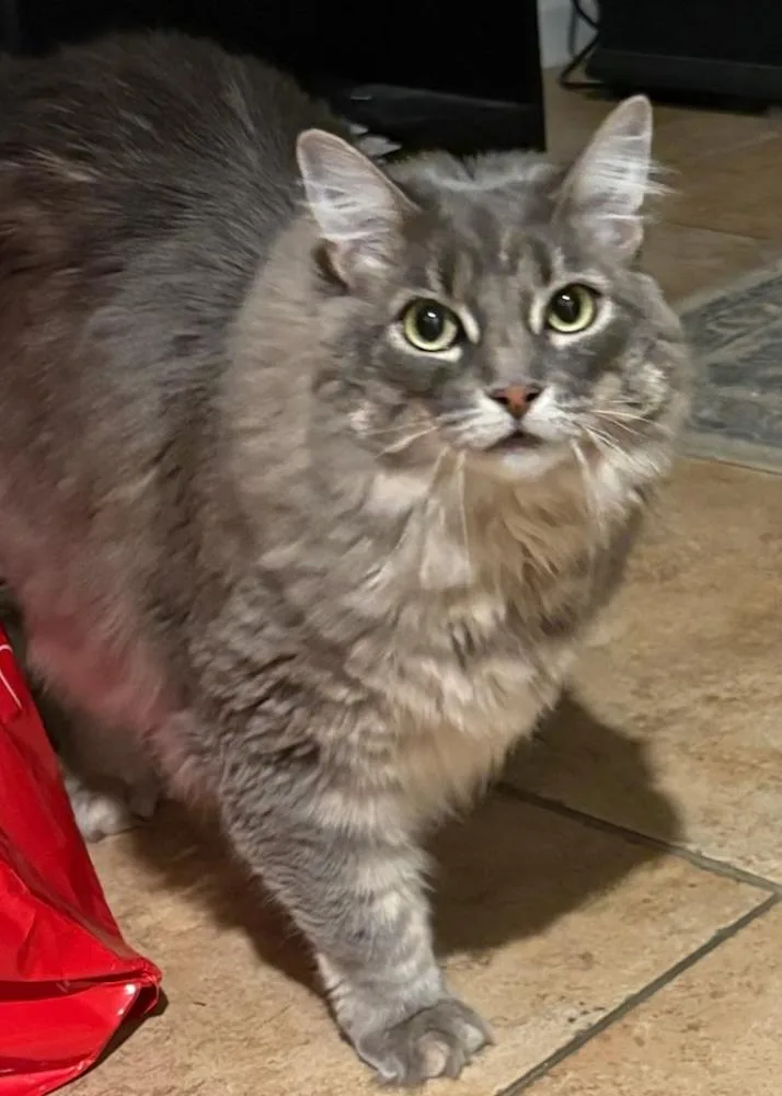 An adult medium-sized female Tabby (Gray / Blue / Silver) Domestic Long Hair cat named Samantha DECLAWED for adoption in North Highlands, CA