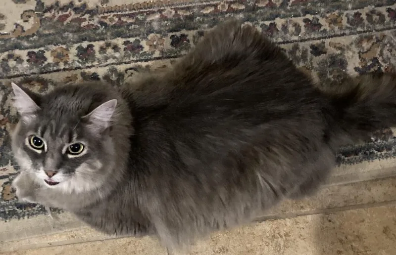 Samantha  DECLAWED thumbnail 2