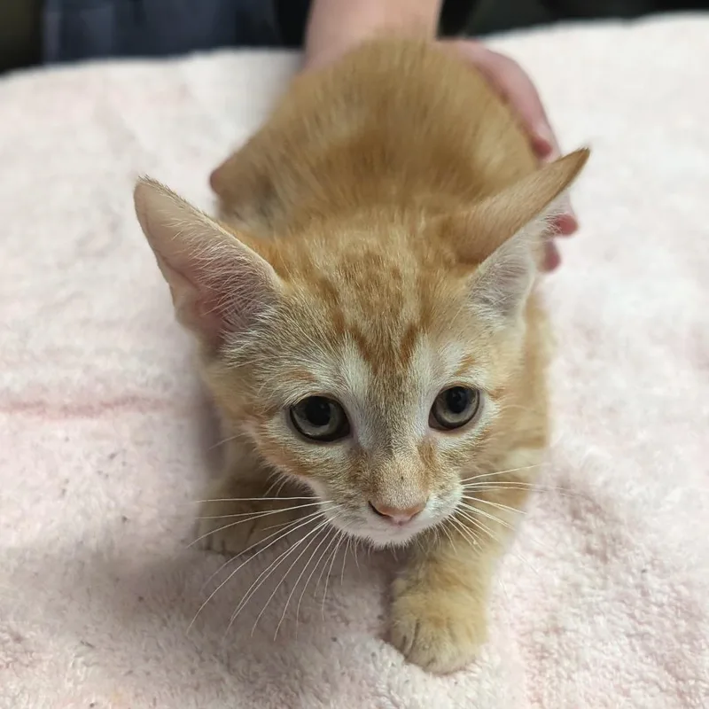 A baby small-sized female Domestic Short Hair cat named Arugula for adoption in Brookfield, WI