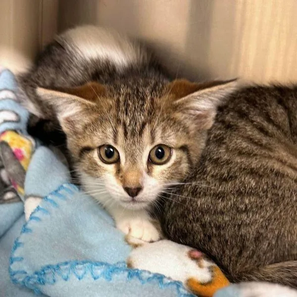 A baby small-sized female Domestic Short Hair cat named Tater for adoption in Walnut Creek, CA