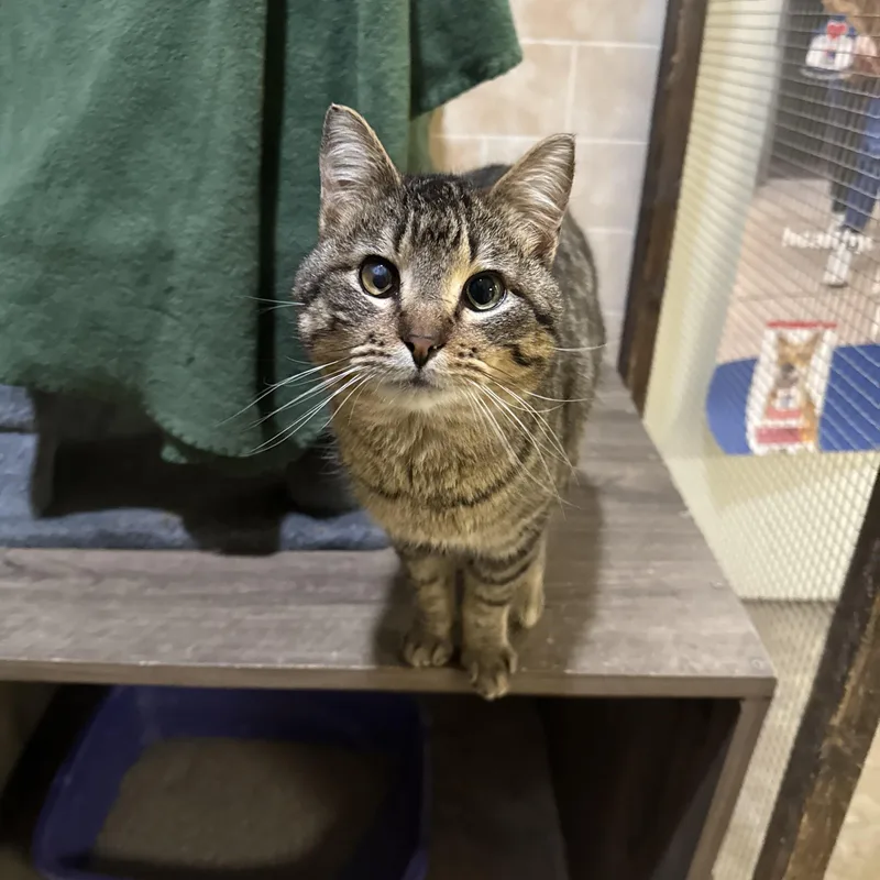 An adult large-sized male Tabby (Brown / Chocolate) Domestic Short Hair cat named Teddy for adoption in Dodgeville, WI