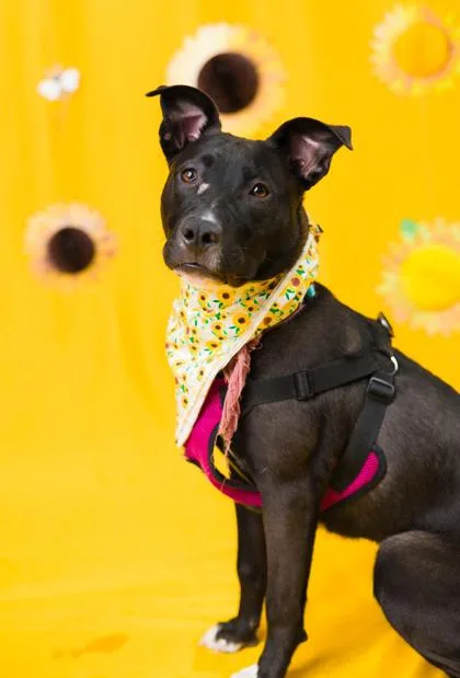 A young medium-sized female Terrier dog named Jackie for adoption in Seattle, WA
