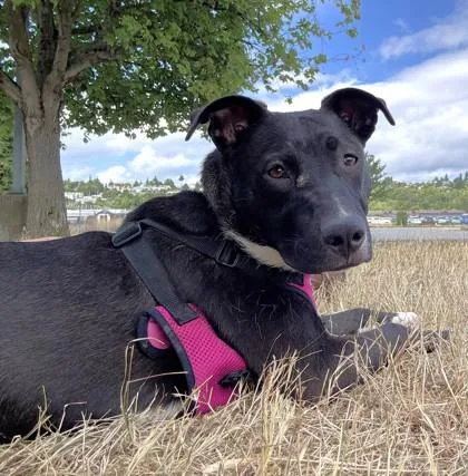 A young large-sized female Pit Bull Terrier dog named Jackie for adoption in Seattle, WA