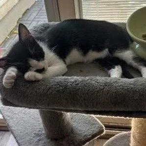 A baby medium-sized male Black & White / Tuxedo Tuxedo cat named Chance lonesurvivor for adoption in Houston, TX