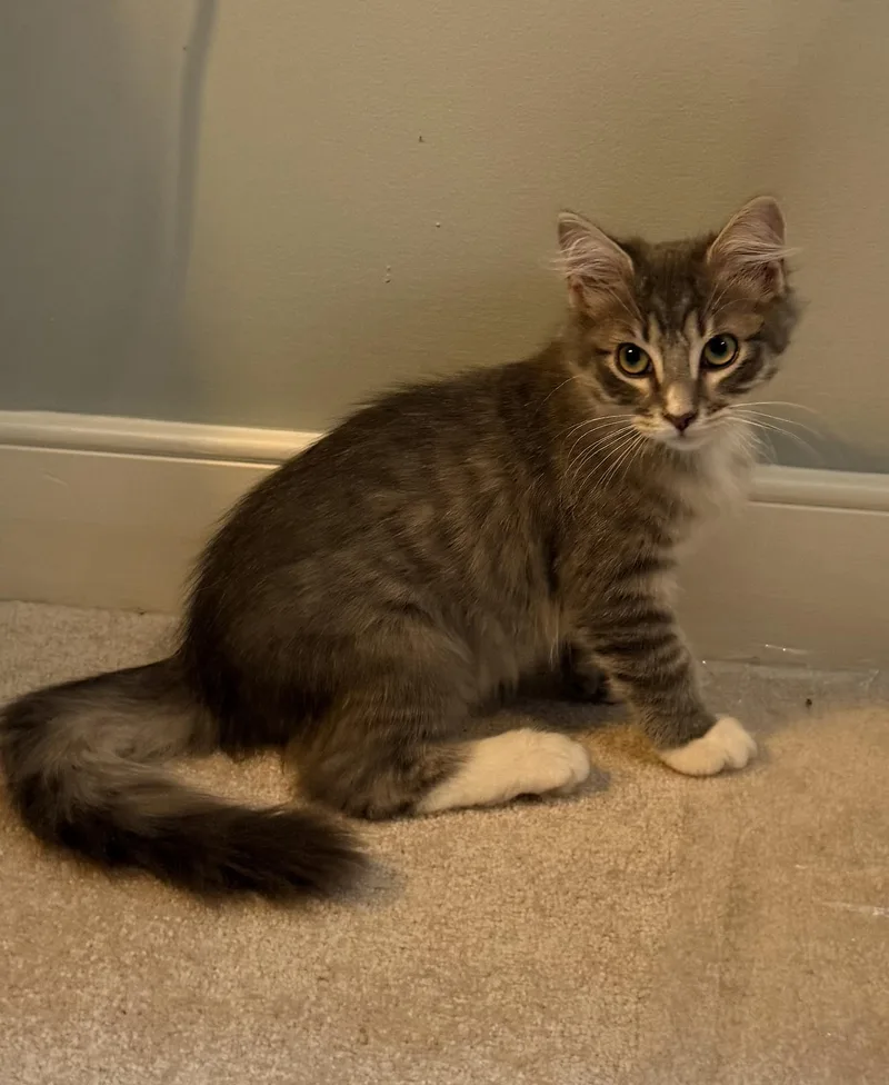 A baby small-sized male Domestic Long Hair cat named Bulldozer for adoption in Richmond, VA