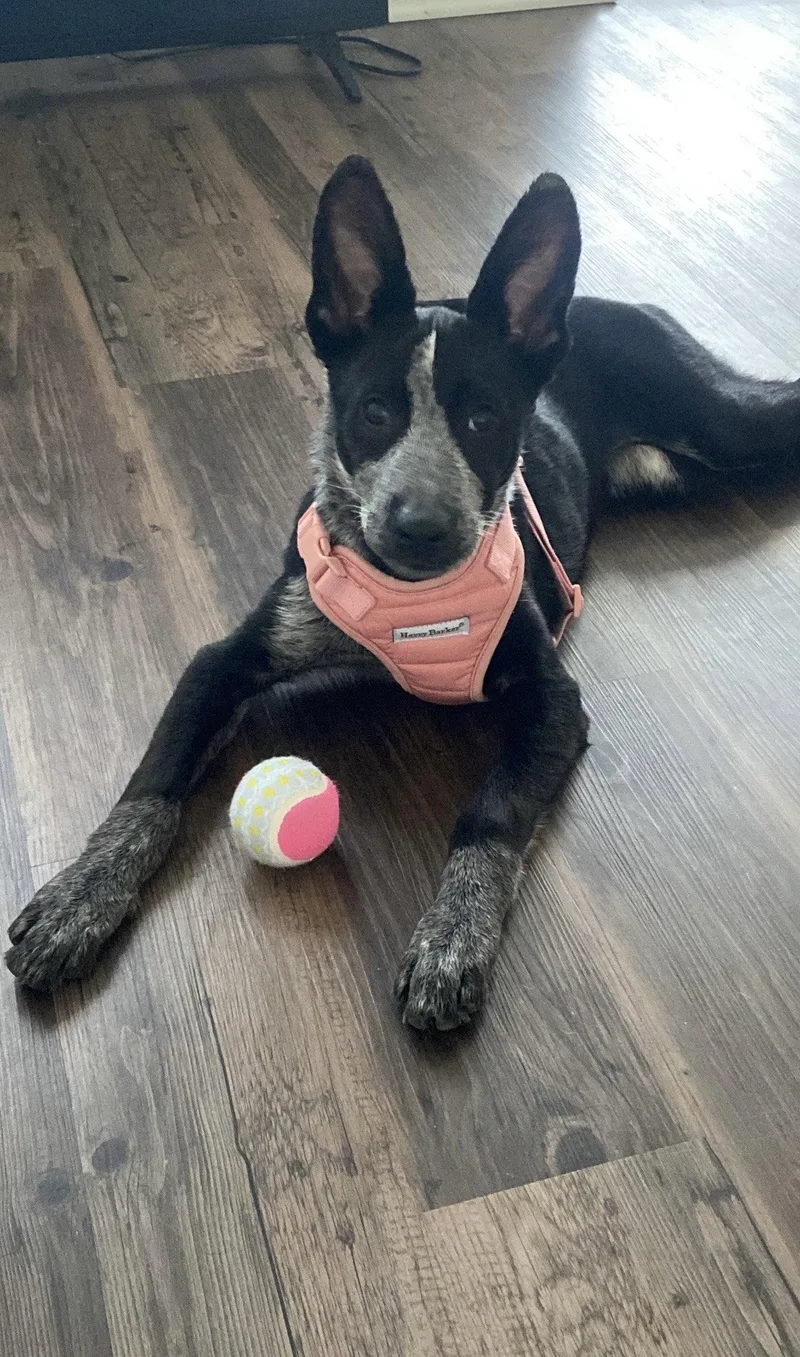 A young medium-sized female Cattle Dog dog named Windsor for adoption in Euless, TX