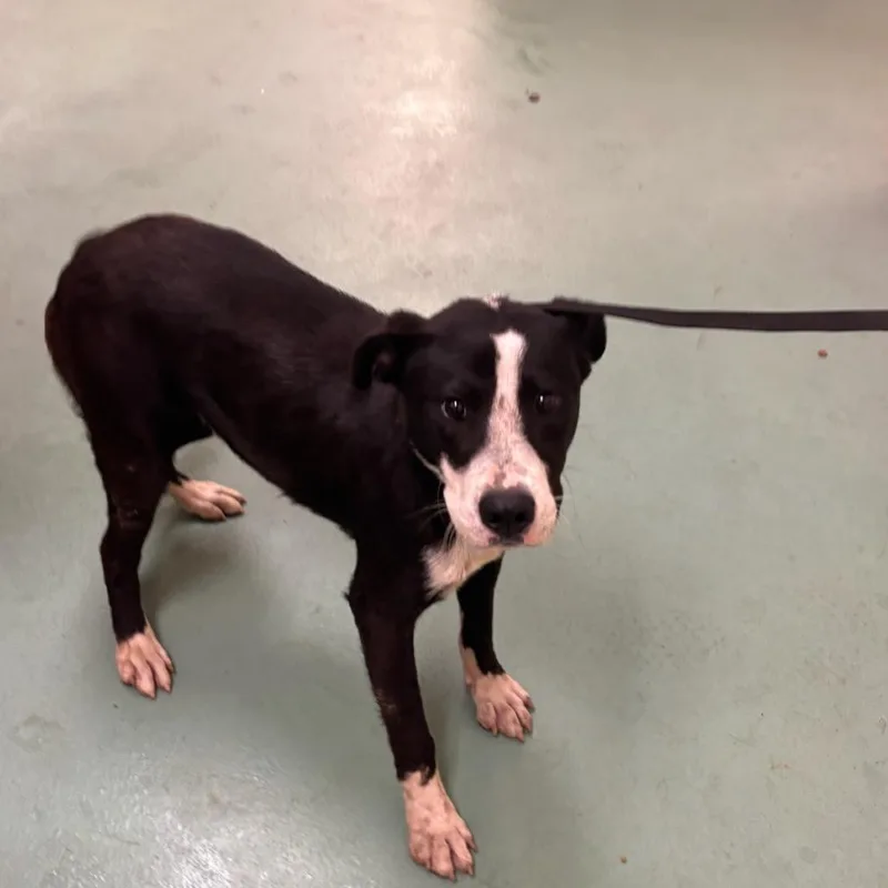 An adult medium-sized male Black Mixed Breed dog named Sherman for adoption in Memphis, TN