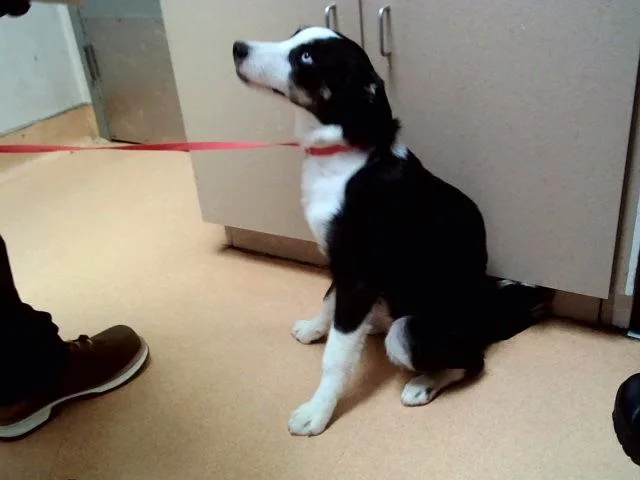 A young medium-sized female Border Collie dog named Marla for adoption in Martinez, CA