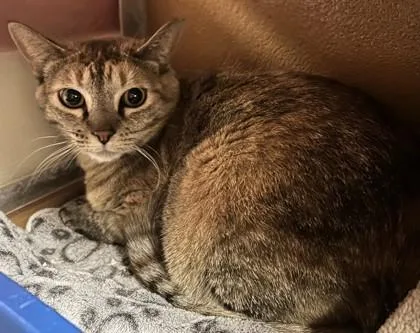 An adult small-sized female Domestic Short Hair cat named Tiger Lilly for adoption in Phoenix, AZ