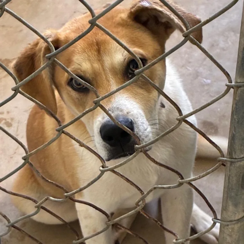 A young medium-sized male Yellow / Tan / Blond / Fawn Mixed Breed dog named Cedar for adoption in Huntsville, AL