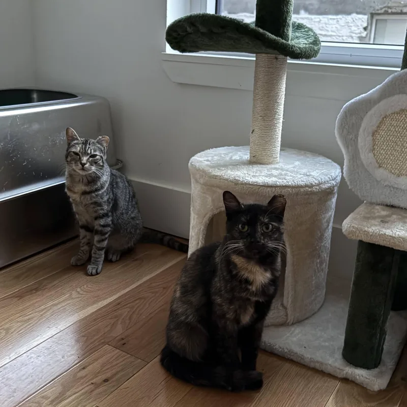 A young medium-sized female Tortoiseshell Domestic Short Hair cat named Dirty Martini & Steak for adoption in brooklyn, NY