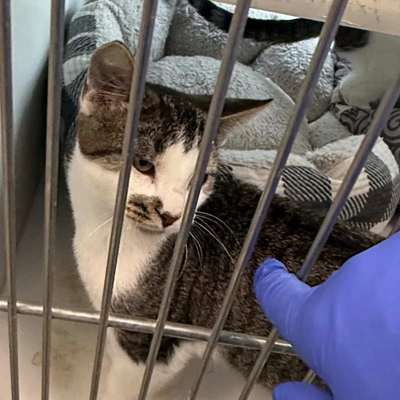 A baby small-sized male Domestic Short Hair cat named Gus for adoption in Carroll, IA