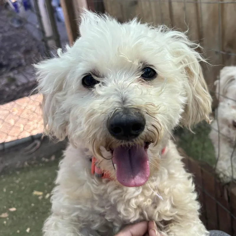 A senior small-sized male White / Cream Cockapoo dog named Jake for adoption in Sonoma, CA