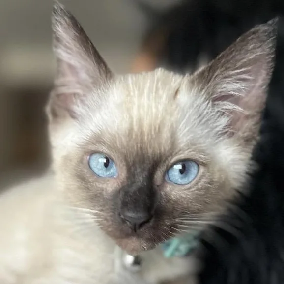 A baby medium-sized female Seal Point Siamese cat named Sienna for adoption in Santa Ana, CA