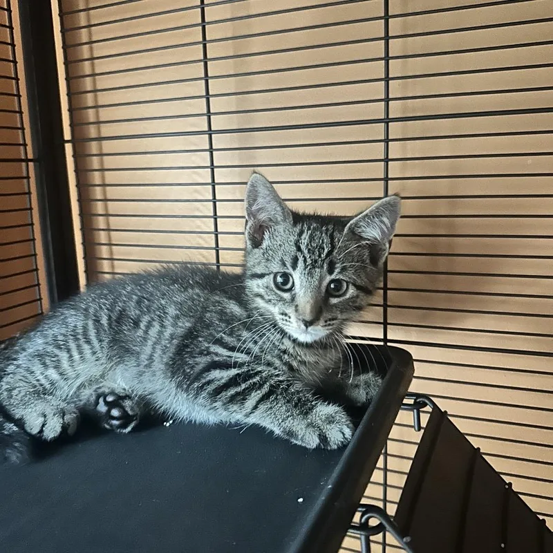 A baby small-sized female Gray / Blue / Silver Domestic Short Hair cat named Shooky for adoption in Fredericksburg, VA
