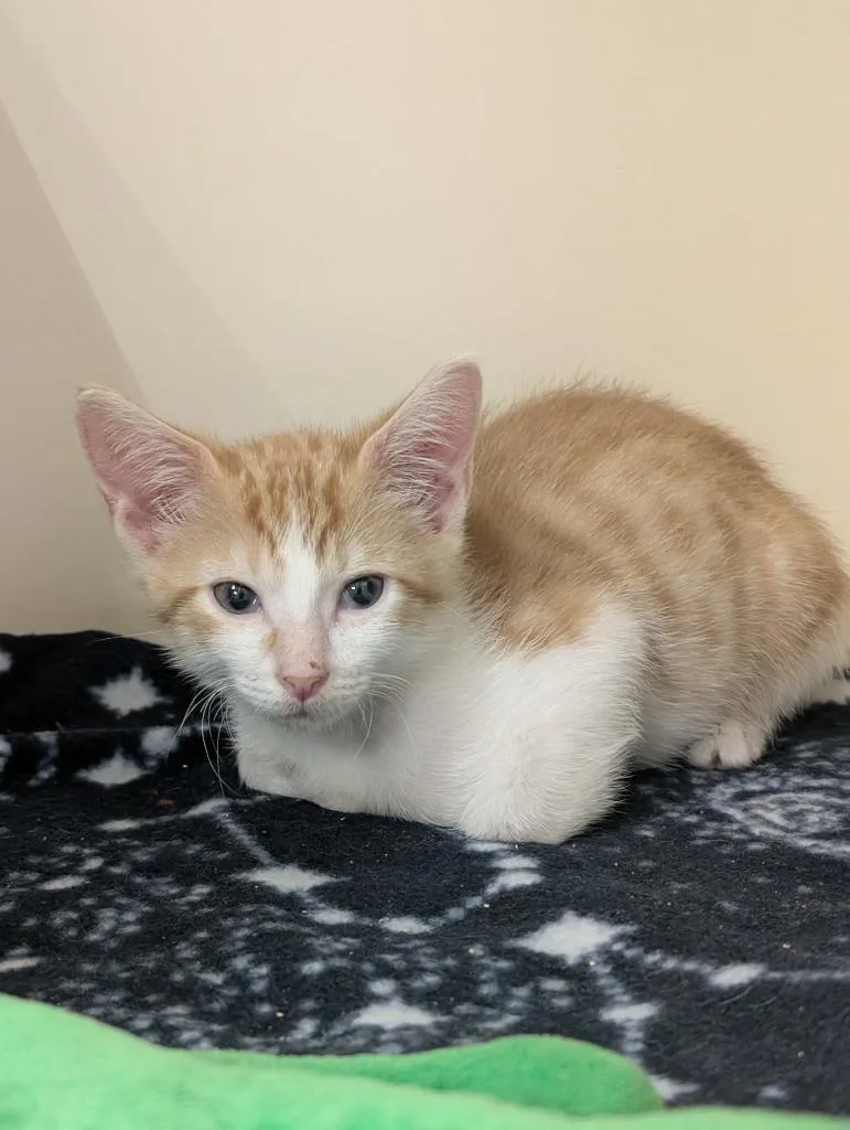 A baby small-sized male Domestic Short Hair cat named Mordecai for adoption in Little Rock, AR