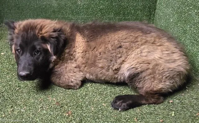 A baby small-sized female Newfoundland Dog dog named Anise for adoption in Lancaster, CA