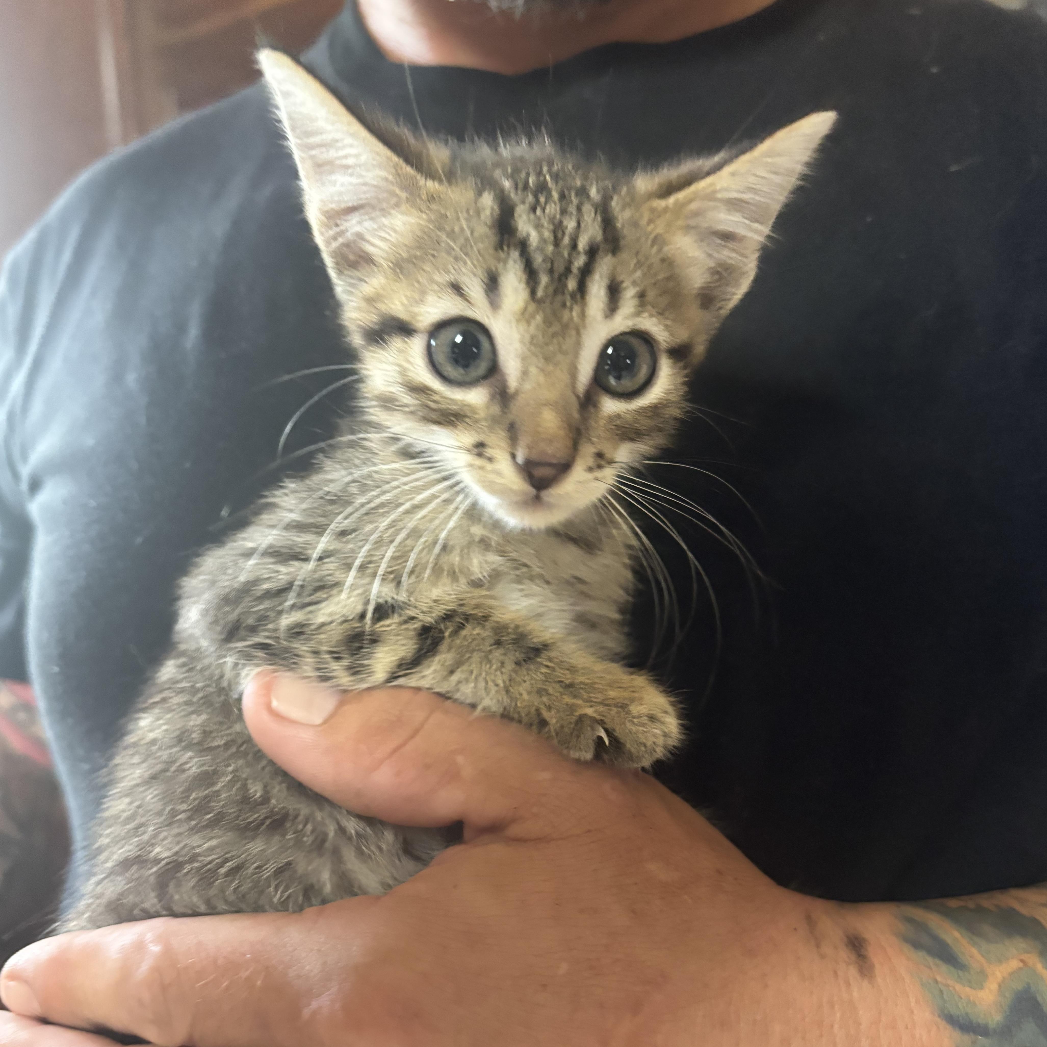 A baby medium-sized male Tabby (Brown / Chocolate) Domestic Short Hair cat named Bart for adoption in Liverpool, TX
