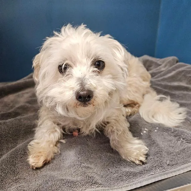 An adult small-sized female Maltese dog named Sugar for adoption in Camarillo, CA