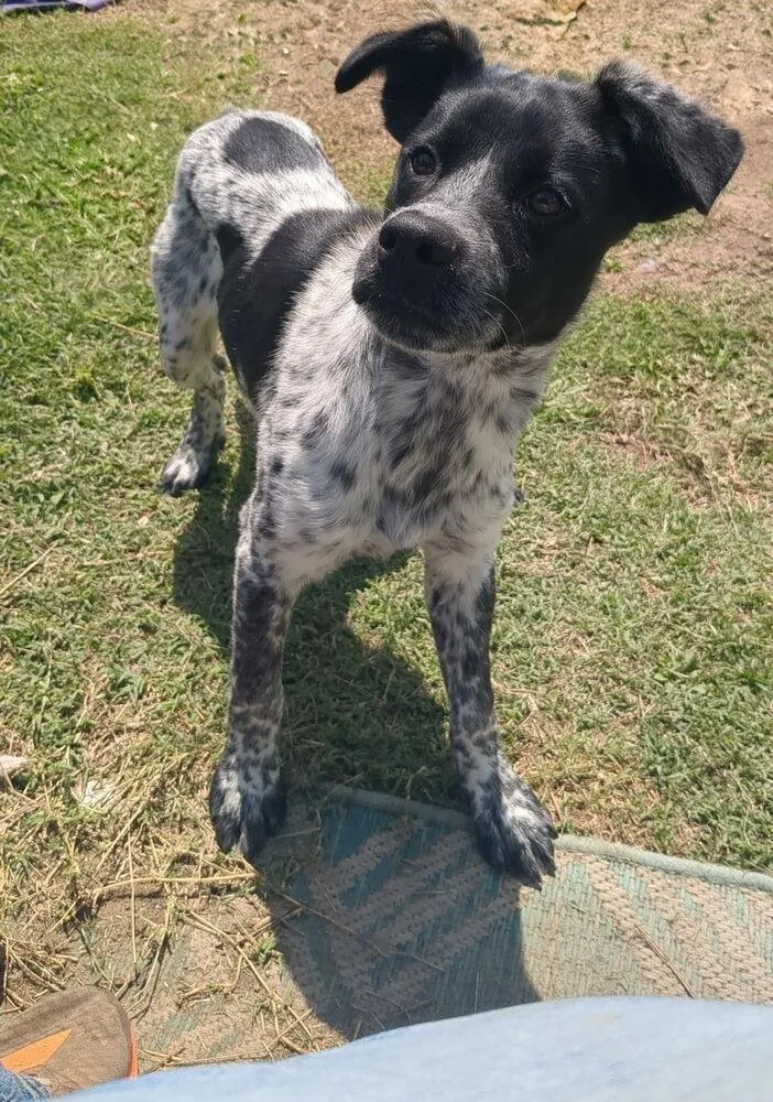 A baby medium-sized female Tricolor (Brown, Black, & White) Australian Cattle Dog / Blue Heeler dog named Maxine for adoption in Boston, MA