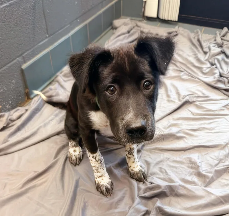 A young medium-sized female Mixed Breed dog named Gemini for adoption in Nashville, TN