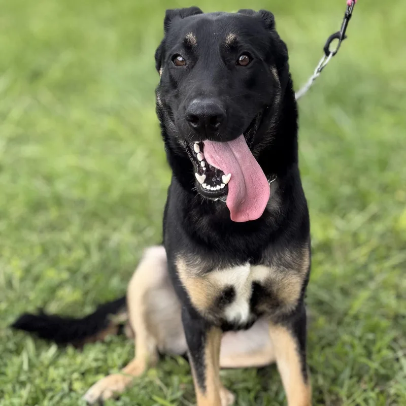 A young large-sized female German Shepherd Dog dog named Malibu for adoption in Delray Beach, FL