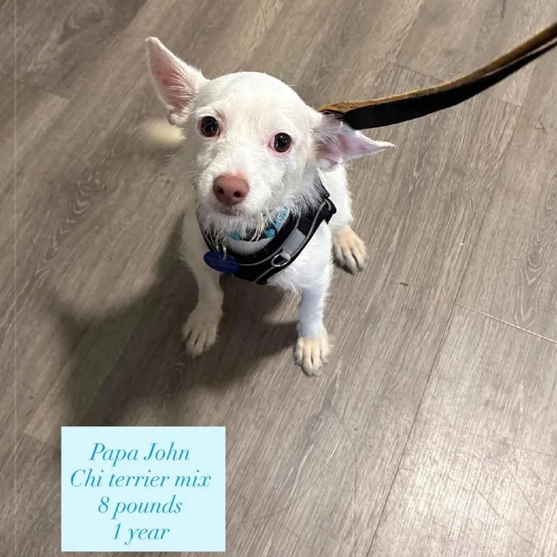 A young small-sized male White / Cream Chihuahua dog named Papa Johns for adoption in Tampa, FL