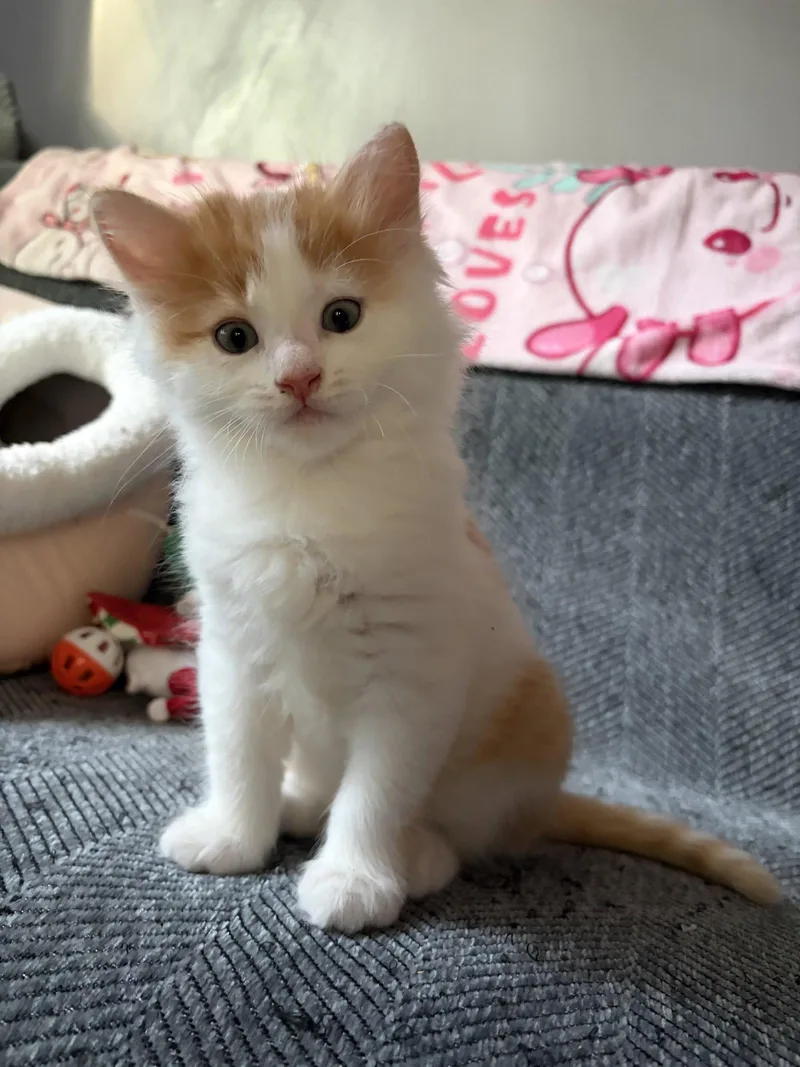 A baby medium-sized male Orange & White Domestic Medium Hair cat named Grover for adoption in Rootstown, OH
