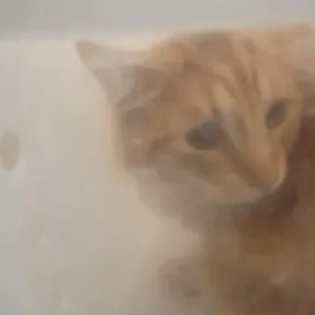 An adult large-sized male Domestic Medium Hair cat named Chuterie for adoption in Rapid City, SD