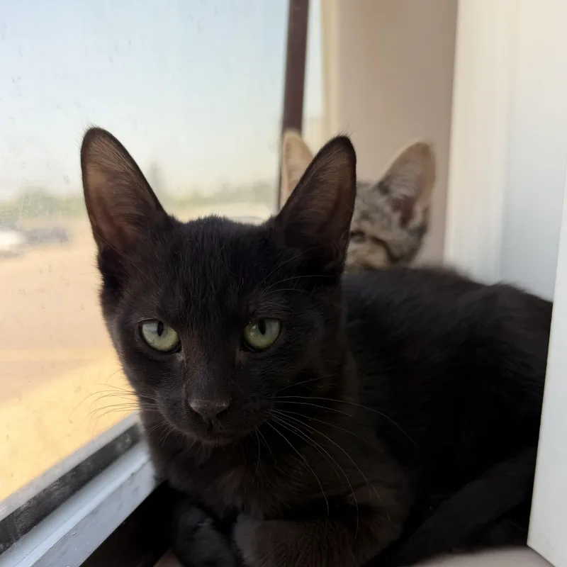 A baby small-sized female Black Domestic Short Hair cat named Sid for adoption in Macomb Twp, MI