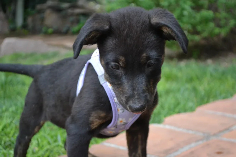 A baby medium-sized female Black Labrador Retriever dog named Lucia for adoption in Austin, TX
