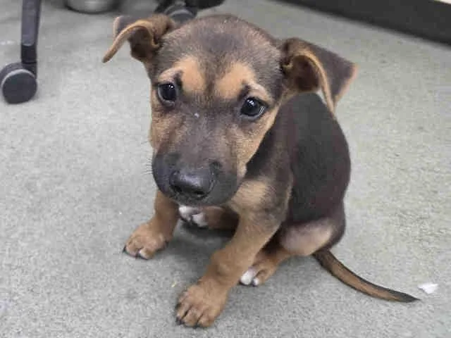 A baby medium-sized female Shepherd dog named Perdita for adoption in Carlsbad, CA