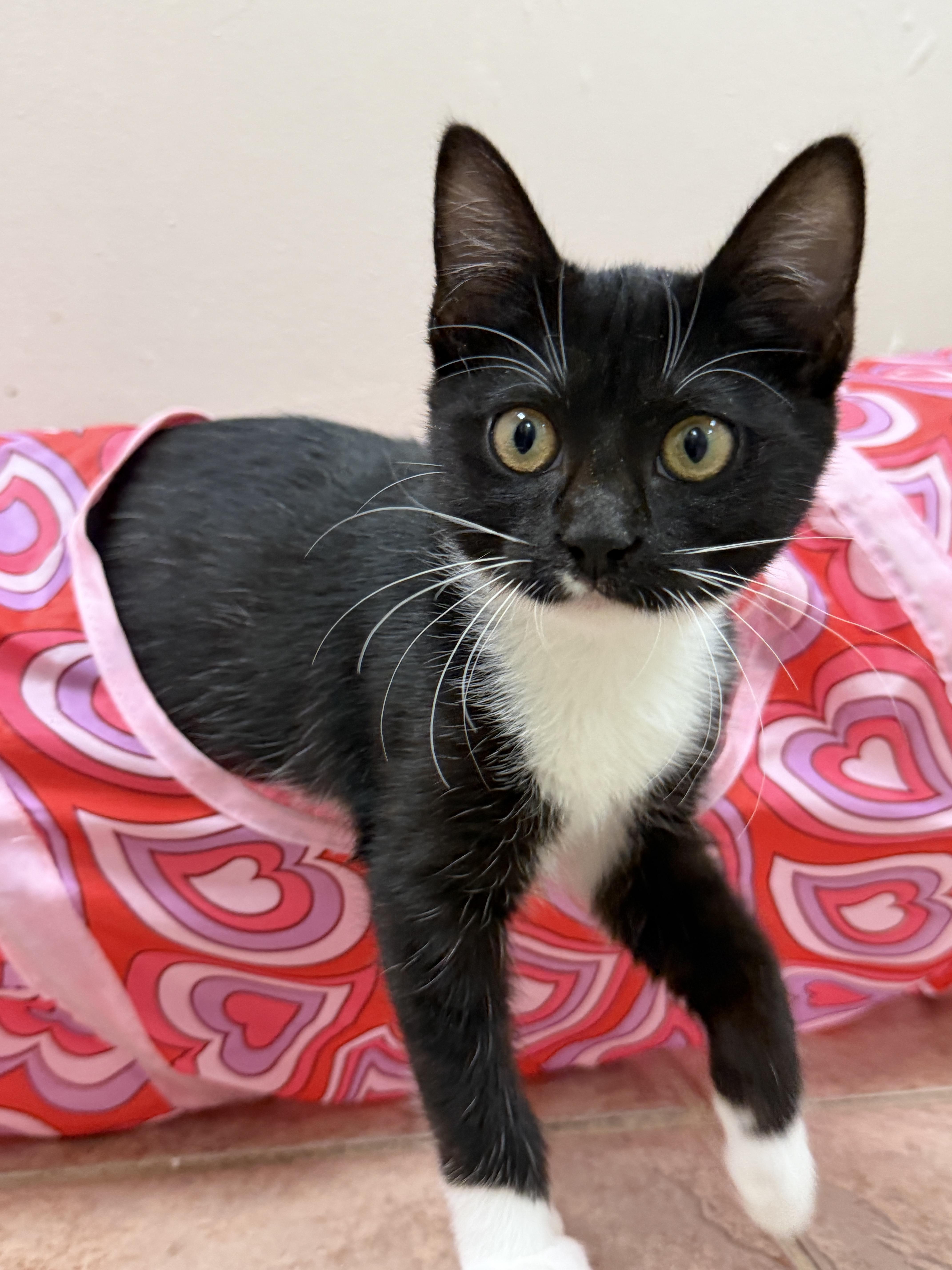 A young medium-sized female Black & White / Tuxedo Domestic Short Hair cat named Mango for adoption in Calera, AL