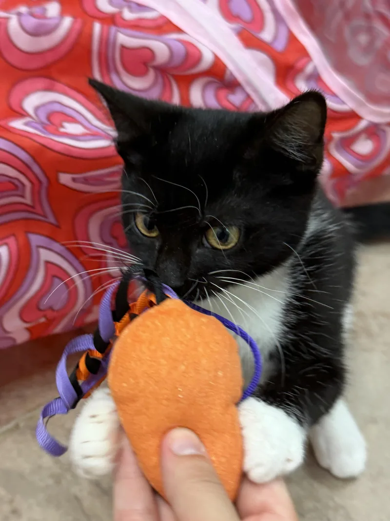 Mango thumbnail 2