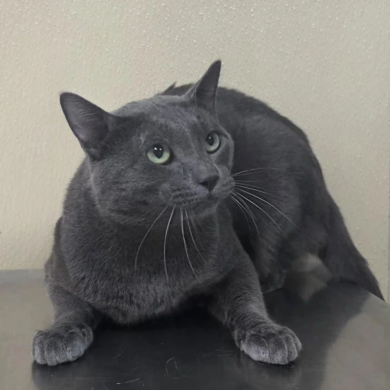 An adult medium-sized male Domestic Short Hair cat named Coal for adoption in Brainerd, MN