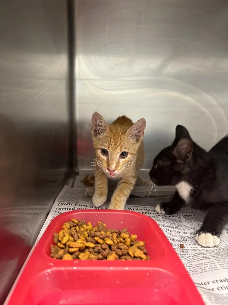 A baby medium-sized male Domestic Short Hair cat named Bobby for adoption in Belton, TX