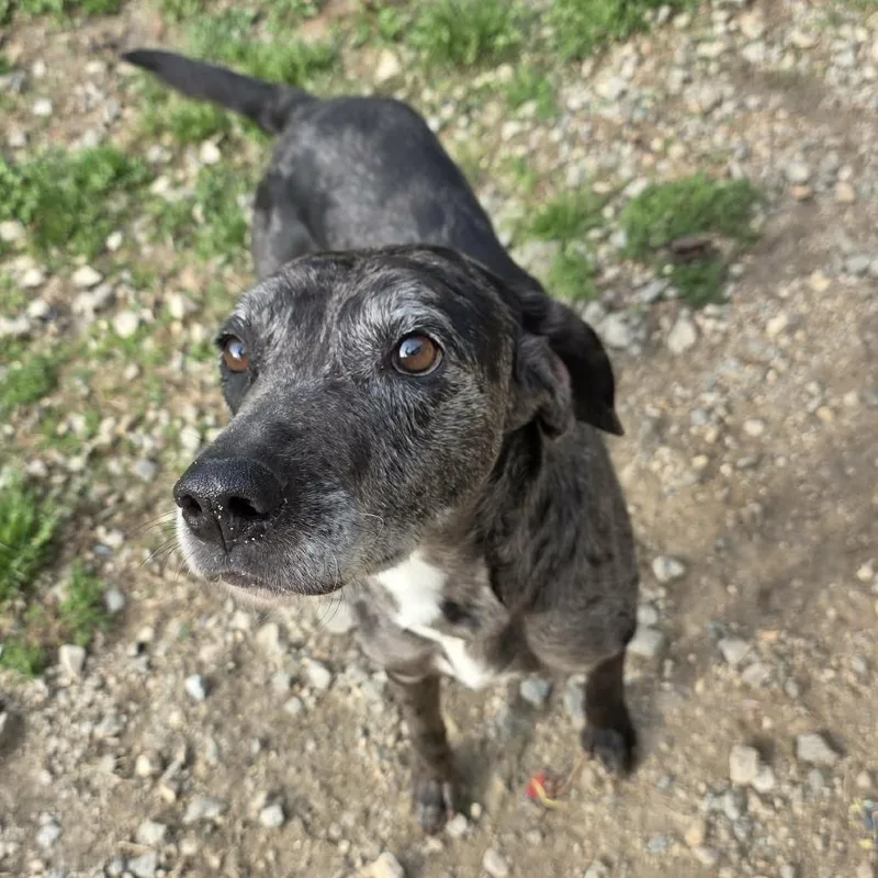 An adult medium-sized male Gray / Blue / Silver Catahoula Leopard Dog dog named Bosco for adoption in Hamilton, GA