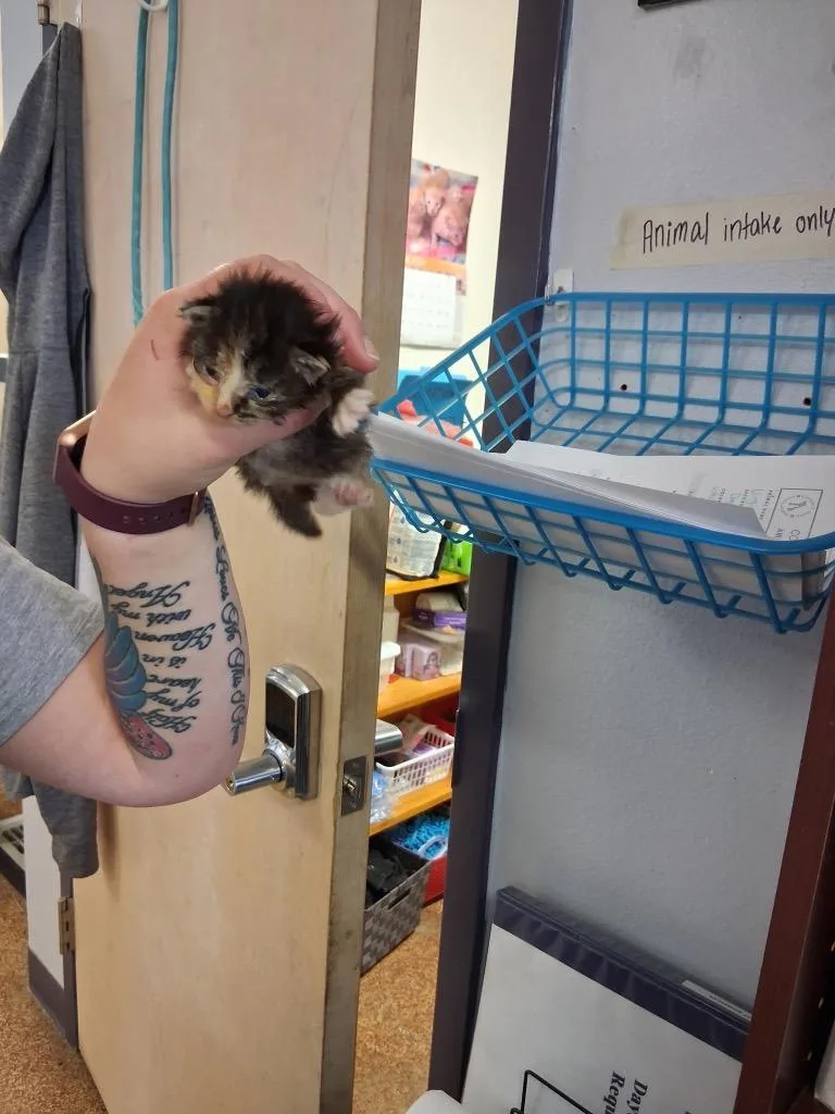 A baby small-sized male Domestic Medium Hair cat named Night for adoption in Brownwood, TX