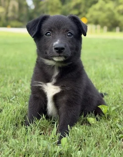 A baby medium-sized male Catahoula Leopard Dog dog named Dothan for adoption in Malvern, PA