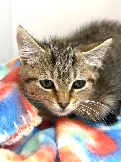 Raja