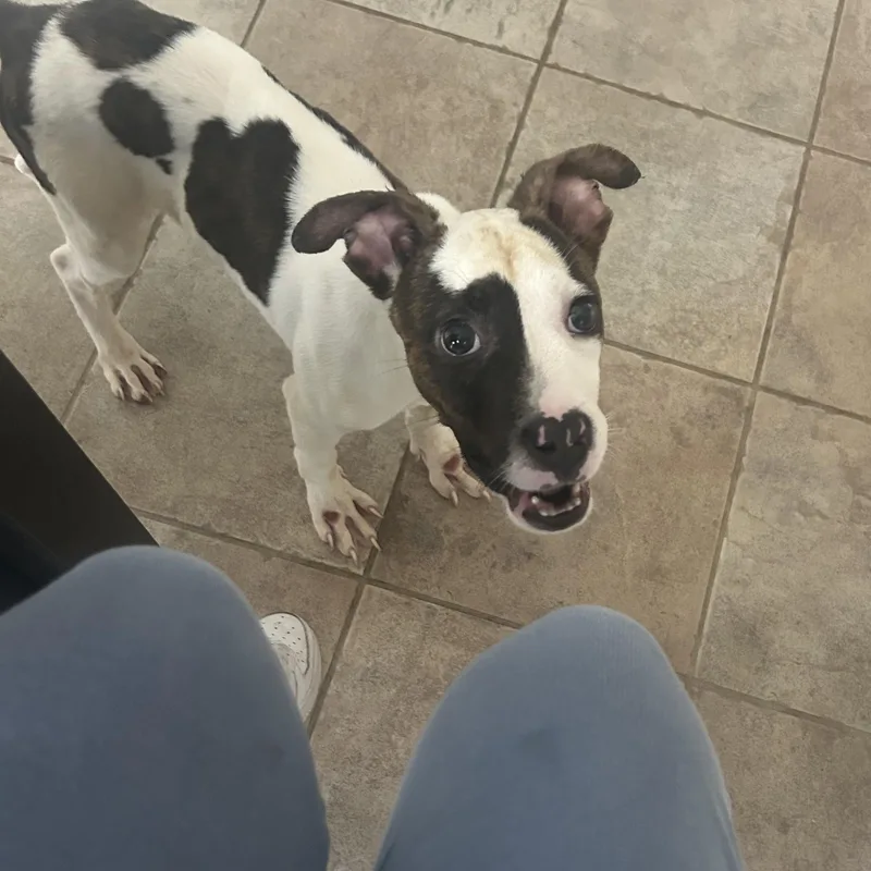 A young medium-sized male Brindle American Staffordshire Terrier dog named Sesame for adoption in Warrenville, IL